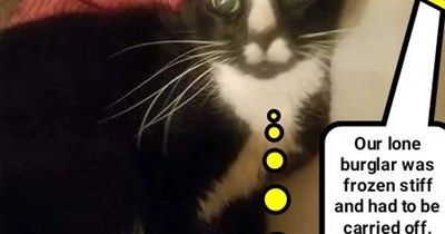 Hypno-Cat