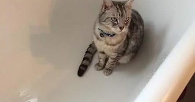 Kitty is so considerate