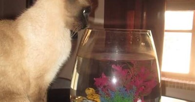 imaginative beverage presentation