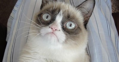 Warm greetings from Grumpy Cat