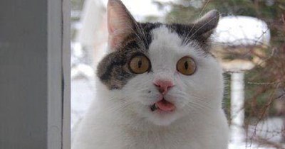 My tongue is frozen!