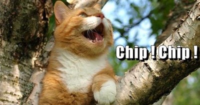 Chip! Chip!