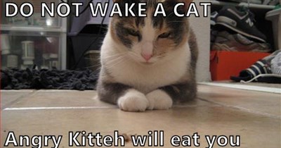 Never wake the cat