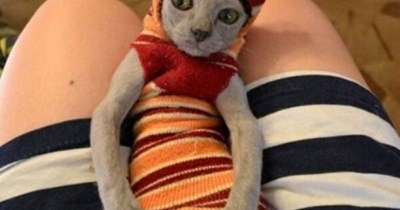 Sock-kitty tires of her winter wardrobe