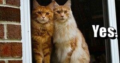 Are those our new neighbors?