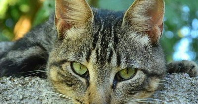 You have to ask yourself: "Do I feel lucky?"