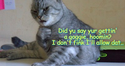 Kittie has the last word!