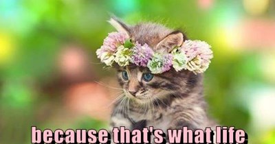 Peace, Love, and Cats