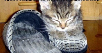 I just slipped in here for a quick nap