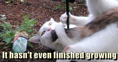 This is top quality nip!