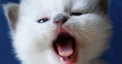 Lent. Laugh Out Loud