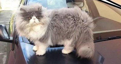 Meet Cezar the Sheep Cat