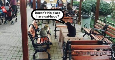 A 50s American cat in Istanbul