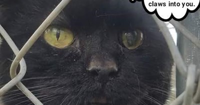 Disgruntled cat knows his rights - and his lefts