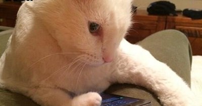 Pizza! Pizza! Pizza!