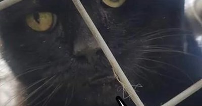 "A Shelter Cat's Plea"