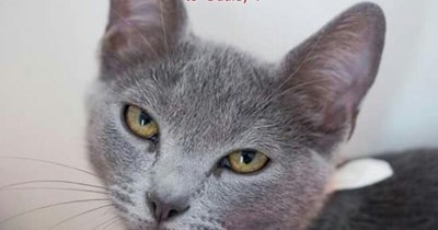 "You can do right on me, Romo"