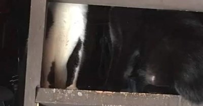 "The Kitties Under the Stairs" (1991)