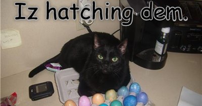 Basement Cat gets ahead of Easter preparations.