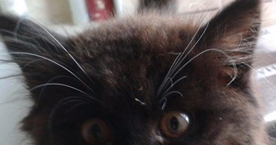 Animal Cruelty - What's Seen Cannot Be Unseen