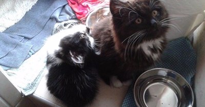 Teh lil guyz weerdin meh owt