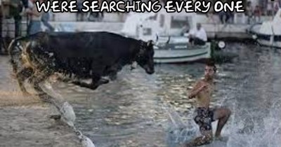 Bull-o-rama