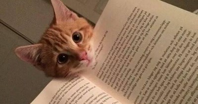 I haz to makes it mor obius for yu?