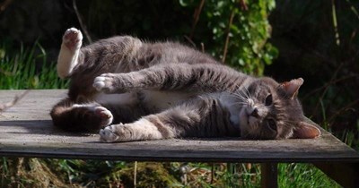 Morning CATlisthenics