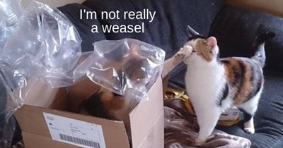 Bop goes the weasel!