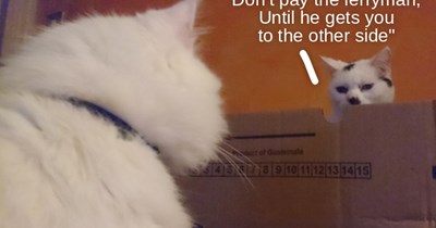 Advice from Chris De Purrgh