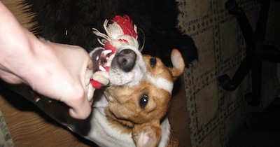 Miss Silly pulling string