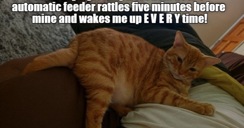 So annoying! Fluffy from next door's automatic feeder rattles five minutes before mine and wakes me up EVERY time!