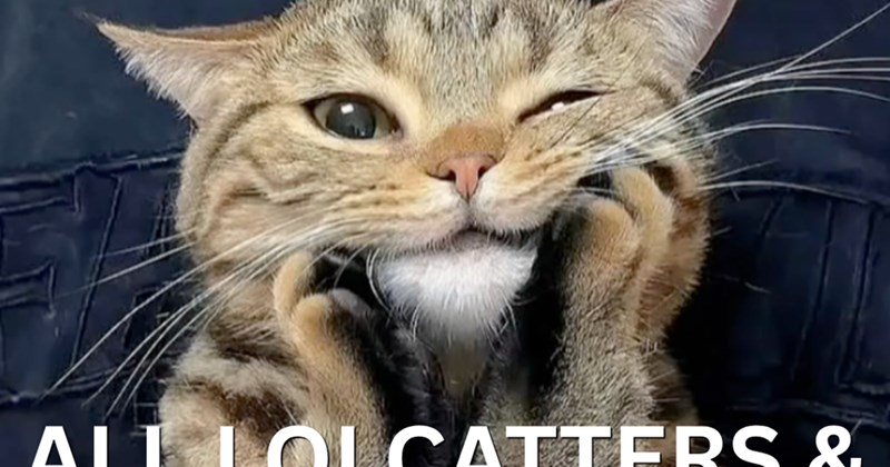 1 cat meme | Thumbnail includes one meme including 'ATTENTION ALL LOLCATTERS & MEME EXTRAORDINAIRES'
