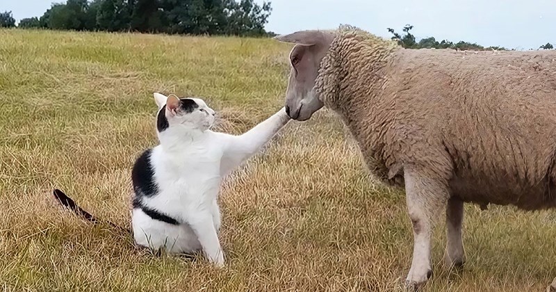 video about a cat becoming part of a sheep flock and leading them | thumbnail includes one picture of a cat touching a sheep