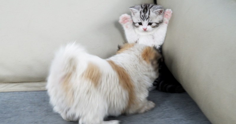 video of a kitten going from fearing a big energetic puppy to loving it | thumbnail includes one picture of a fluffy scared kitten raising its paws in front of a dog