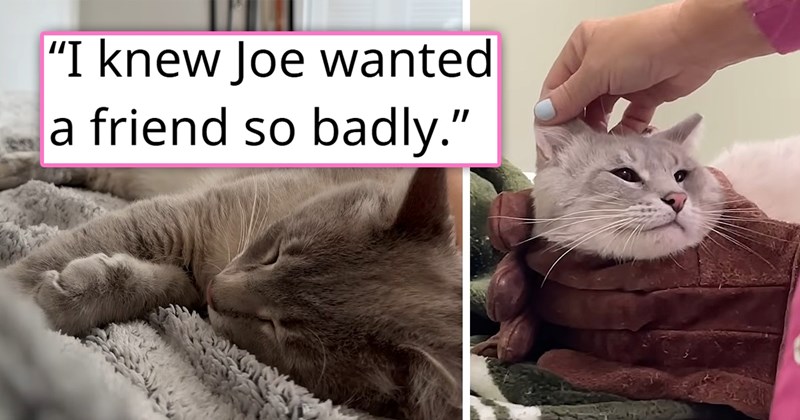 story about an abandoned cat who was bullied and just wanted to make friends with other cats getting adopted and making friends | thumbnail includes two pictures inclduing a cat wrapped in a towel being petting and a gray cat sleeping cutely 'I knew Joe wanted a friend so badly'