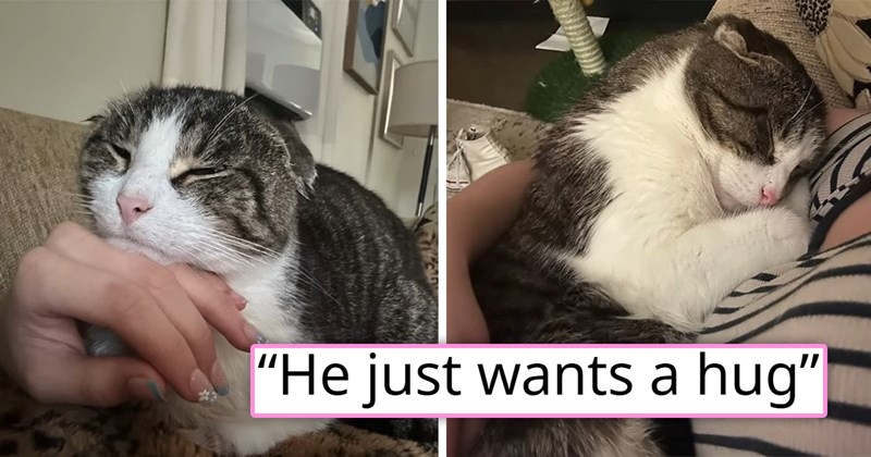 story about someone adopting a cat who has been abandoned by both of his owners after they divorced | thumbnail includes two pictures of a cute cat with folded ears cuddling 'He just wants a hug'