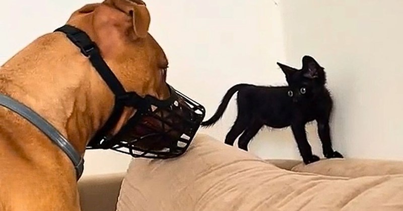 video of a golden pitbull and a black kitten bonding over time and becoming best friends | thumbnail includes one picture of a muzzled dog and a tiny black kitten with huge eyes