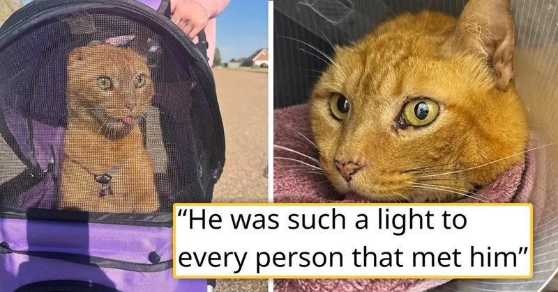 video about an orange cat getting adopted and learning what love is in his final days | thumbnail includes two pictures of a senior orange cat 'He was such a light to every person that met him'