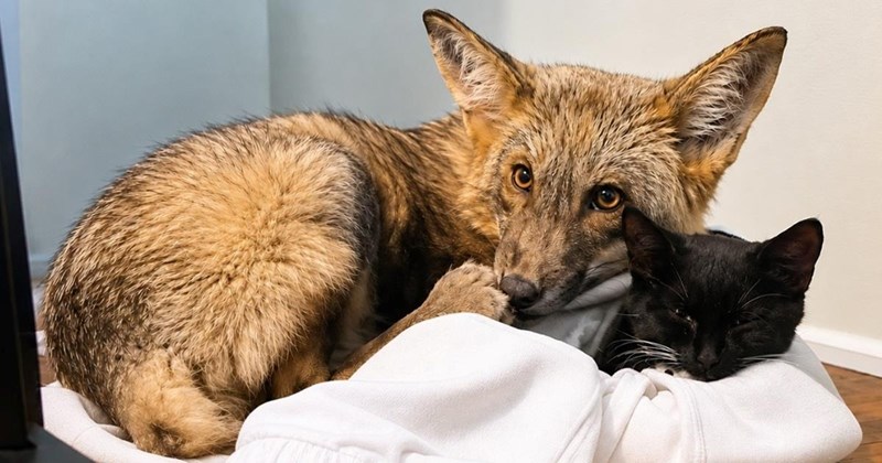 video of a rescued fox cub and rescued kitten becoming best friends | thumbnail includes one picture of a kitten cuddling with a fox 'They were both scared little babies trying to figure out the world together'