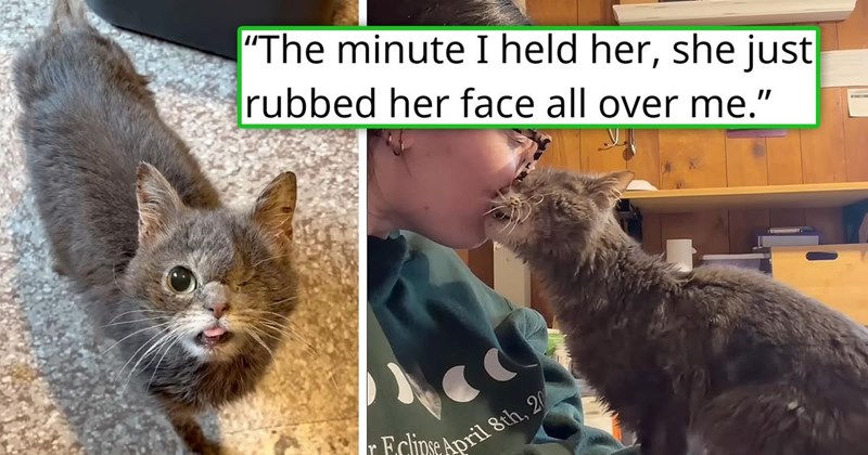 story about a divorcing couple abandoning their cat and a shelter employee taking care of her and adopting her | thumbnail includes two pictures including a cat with one eye and its tongue out and a cat headbutting a person 'The minute I held her, sh just rubbed her face all over me'
