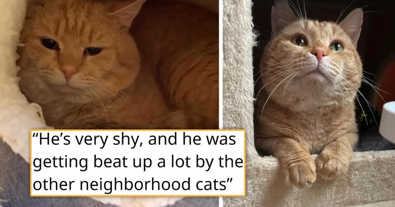 video about a cat who was abandoned when his family moved being rescued and learning to love again | thumbnail includes two pictures of a sad ginger cat and a hopeful orange cat 'He’s very shy, and he was getting beat up a lot by the other neighborhood cats'