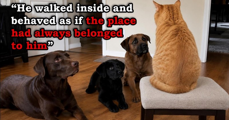 video about a cat whose previous owner's kids were allergic deciding to adopt the neighbors | thumbnail includes one picture of a ginger cat sitting in front of three dogs 'He walked iside and behaved as if the place had always belonged to him'