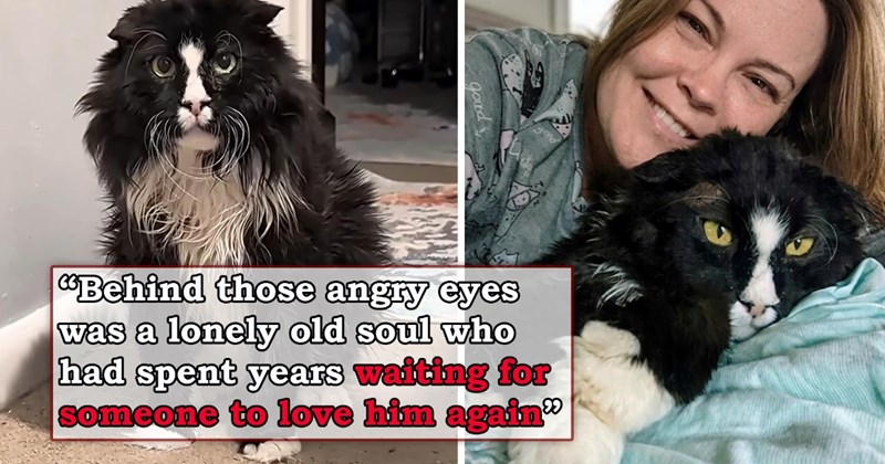 video about an abandoned senior cat finally choosing to be adopted and opening up | thumbnail includes two pictures of a fluffy old black and white cat 'Behind those angry eyes was a lonely soul who had spent years waiting for someone to love him again'