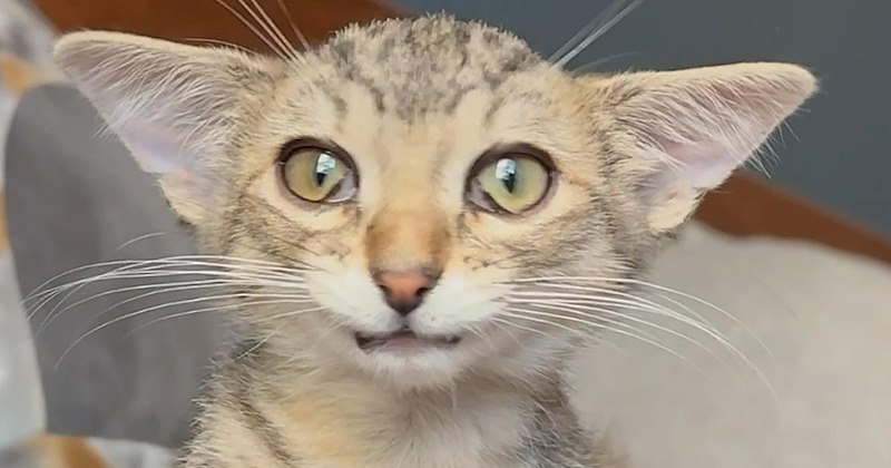 video of a uniquely shaped triangular cat and how he got adopted | thumbnail includes one picture of a cat with a strangely shaped head and large triangular ears