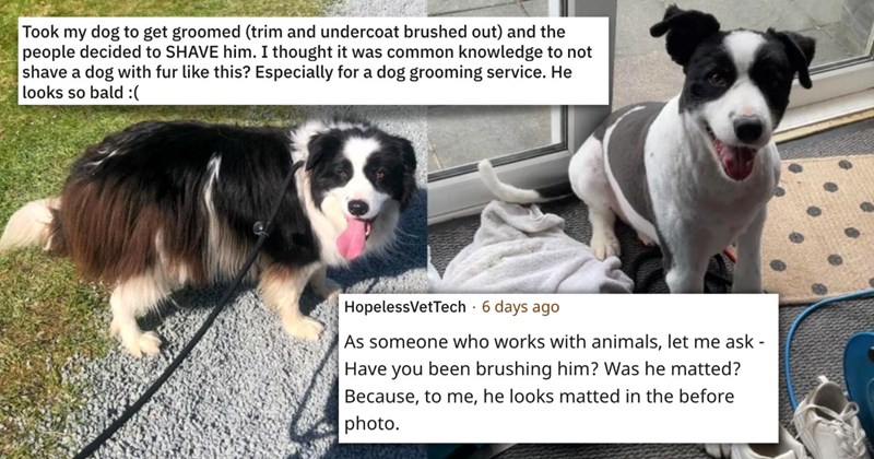 10 reddit images, dog groomers trip | thumbnail left and right before and after dog groomers, text "Took my dog to get groomed (trim and undercoat brushed out) and the people decided to SHAVE him. I thought it was common knowledge to not shave a dog with fur like this? Especially for a dog grooming service. He looks so bald :("