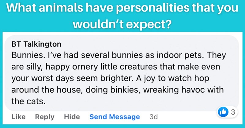 12 animal personality facebook comments | thumbnail blue background text "BT Talkington Bunnies. I've had several bunnies as indoor pets. They are silly, happy ornery little creatures that make even your worst days seem brighter. A joy to watch hop around the house, doing binkies, wreaking havoc with the cats. Like Reply Hide Send Message 3d 3"