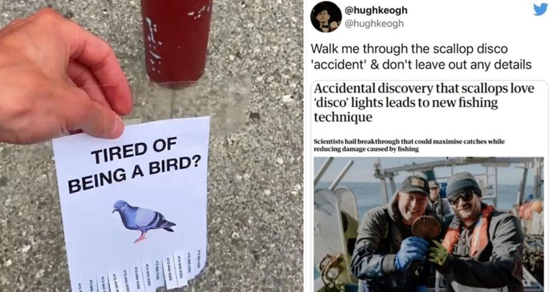 17 animal memes and tweets | thumbnail left "tired of being a bird" thumbnail right "@hughkeogh @hughkeogh Walk me through the scallop disco 'accident' & don't leave out any details Accidental discovery that scallops love 'disco' lights leads to new fishing technique Scientists hail breakthrough that could maximise catches while reducing damage caused by fishing"