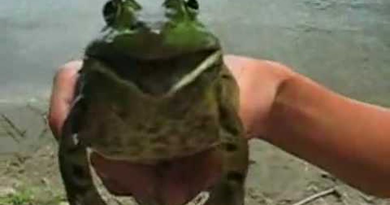 best of the week frog imperial march Music scream star wars Video - 35562753