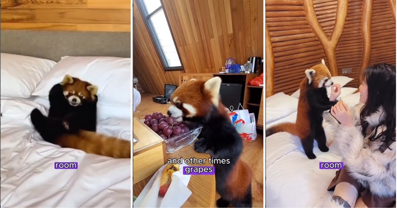14 pictures of a red panda, 8 pictures of text, and 1 video of a red panda \| Thumbnail includes one picture of a red panda including 'room', one picture of a red panda eating including 'and other times grapes ел', and one picture of red panda including 'room'
